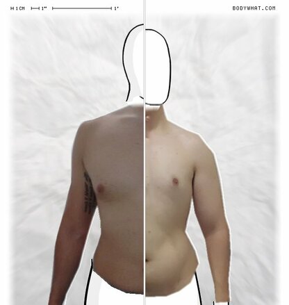 Torso Comparison