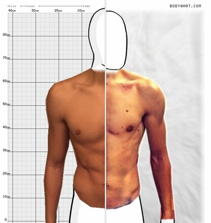 Torso Comparison