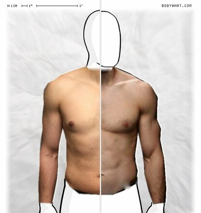 Torso Comparison