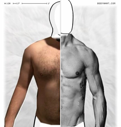 Torso Comparison