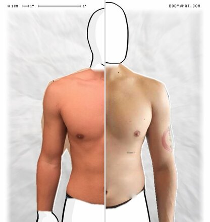 Torso Comparison