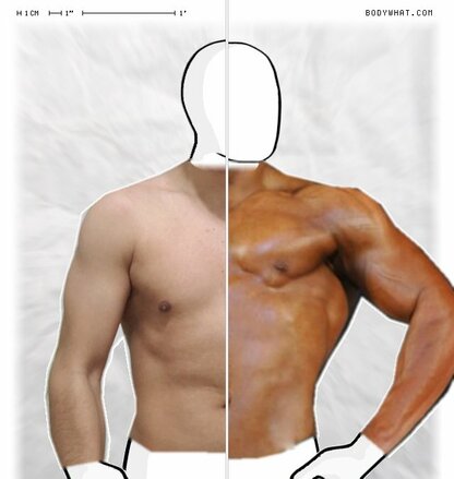 Torso Comparison