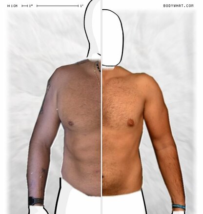 Torso Comparison