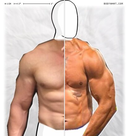 Torso Comparison