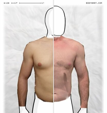 Torso Comparison