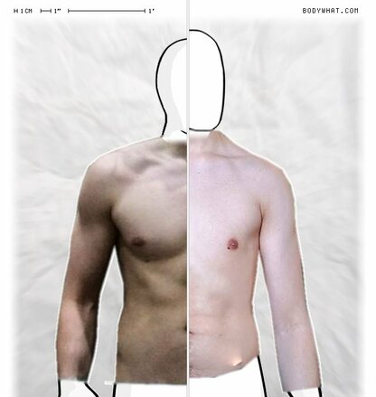 Torso Comparison