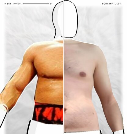 Torso Comparison