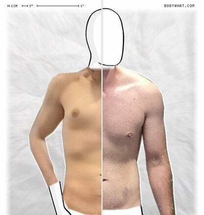 Torso Comparison