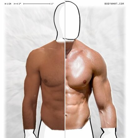 Torso Comparison