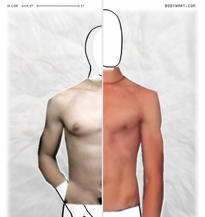 Torso Comparison