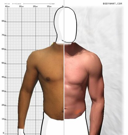 Torso Comparison