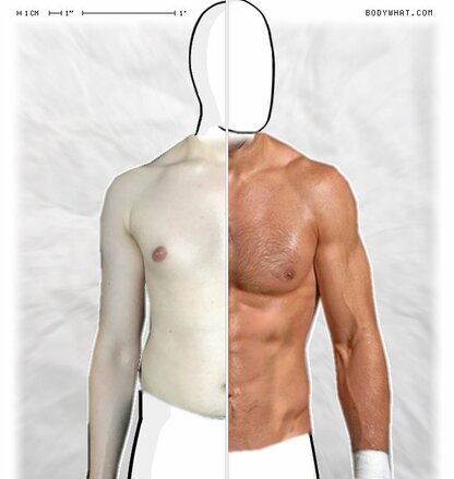 Torso Comparison