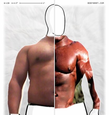 Torso Comparison