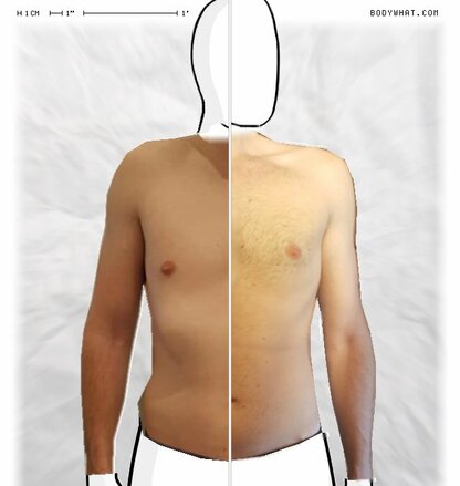 Torso Comparison