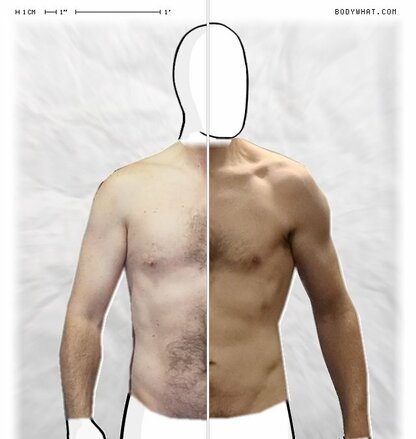Torso Comparison