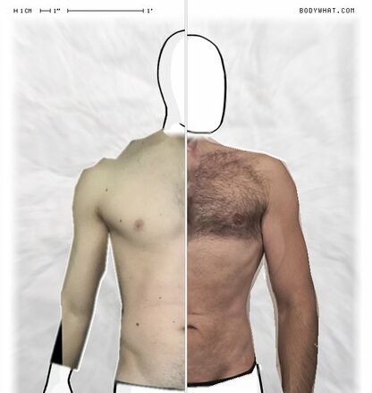 Torso Comparison