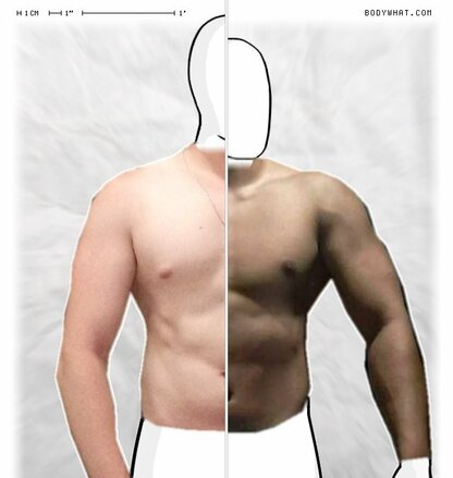 Torso Comparison