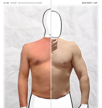 Torso Comparison