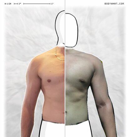 Torso Comparison