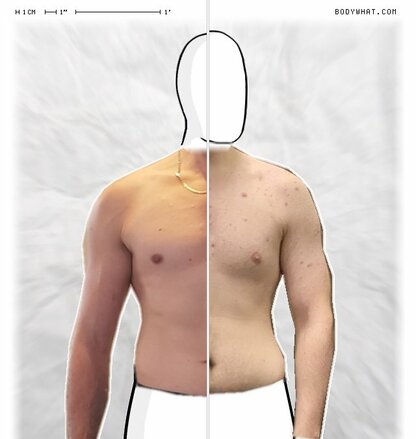 Torso Comparison