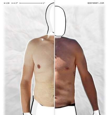 Torso Comparison
