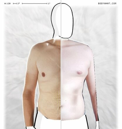 Torso Comparison