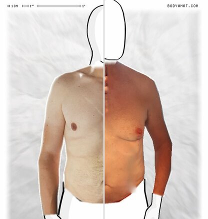 Torso Comparison