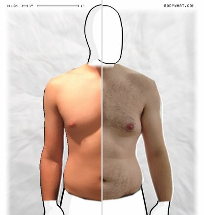 Torso Comparison