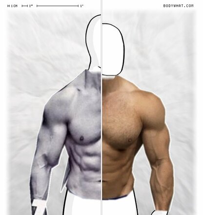 Torso Comparison