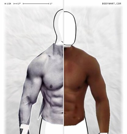 Torso Comparison