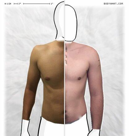 Torso Comparison