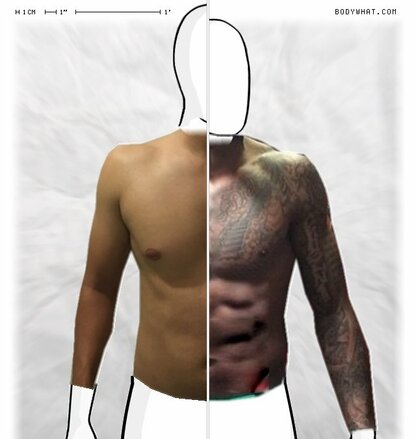 Torso Comparison