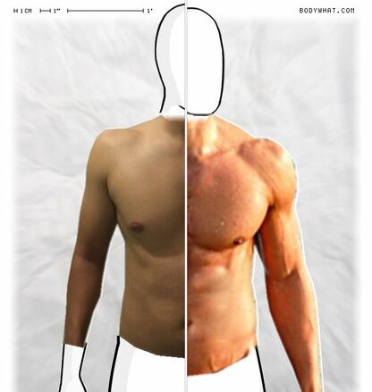 Torso Comparison