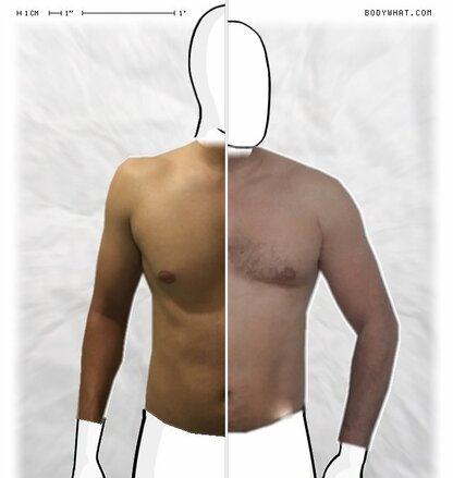 Torso Comparison