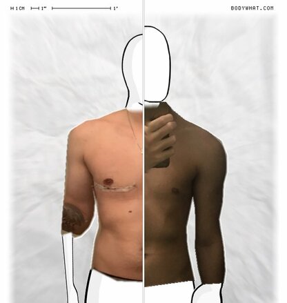 Torso Comparison