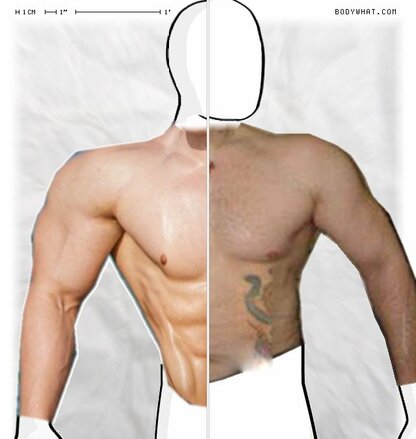 Torso Comparison