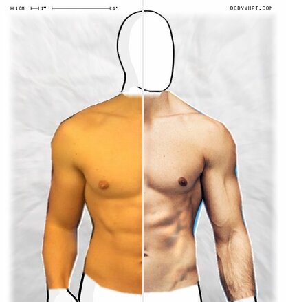 Torso Comparison