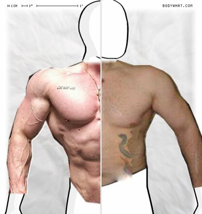 Torso Comparison