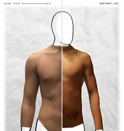 Torso Comparison