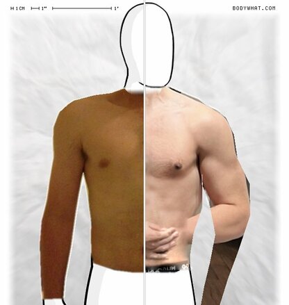 Torso Comparison