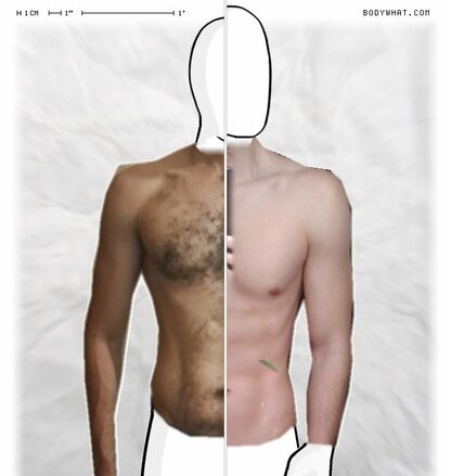 Torso Comparison