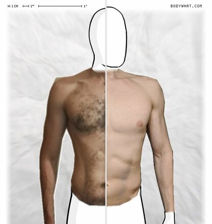 Torso Comparison