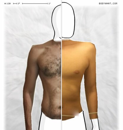 Torso Comparison