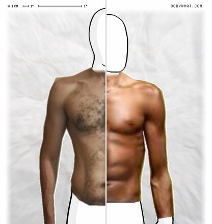 Torso Comparison