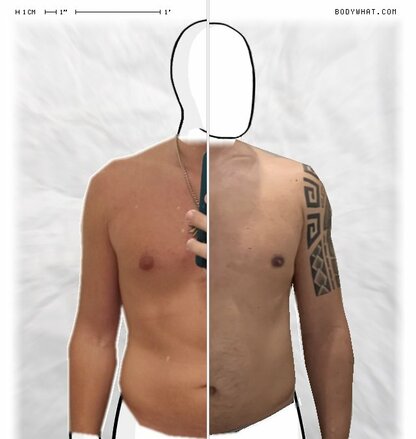 Torso Comparison