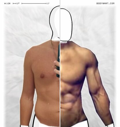 Torso Comparison