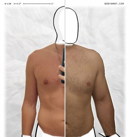 Torso Comparison