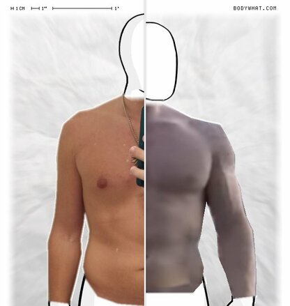 Torso Comparison