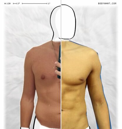 Torso Comparison