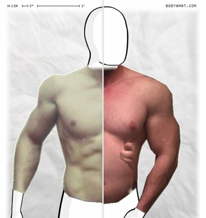 Torso Comparison